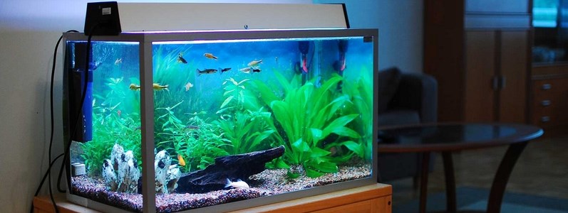 Welches Licht fürs Aquarium?