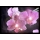 Eglo 75036 - LED leuchtendes dekorativ Bild ORCHIDS 4xLED/0,02W