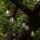 Eglo - Dekorative LED-Outdoor-Lichterkette 10xLED/0,06W/3V IP44