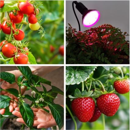 Flexibler Tischlampen-Clip zur Pflanzenzucht PLANTY 1xE27/30W/230V schwarz