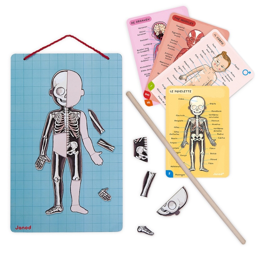 Janod - Magnetisches Puzzle BODYMAGNET menschlicher Körper