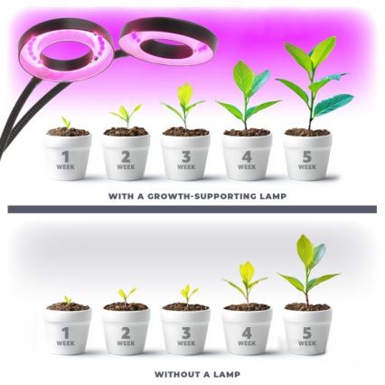 LED dimmbare flexible Tischlampe mit Clip zur Pflanzenzucht VITARO 2xLED/4W/230V schwarz