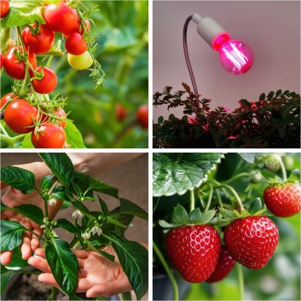LED-Glühlampe für die Pflanzenzucht PLANTY E27/8W/230V 1200K