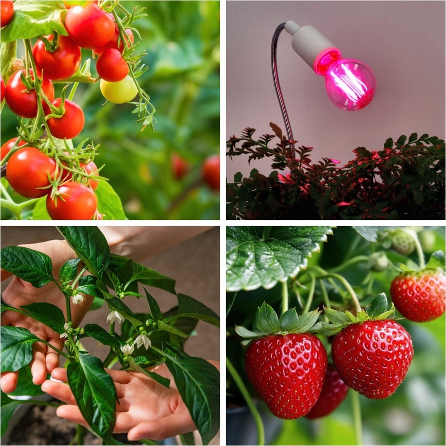 LED-Glühlampe für die Pflanzenzucht PLANTY E27/8W/230V 1200K