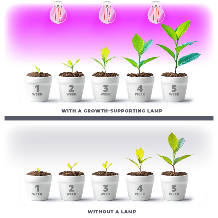 LED-Glühlampe für die Pflanzenzucht PLANTY E27/8W/230V 1200K
