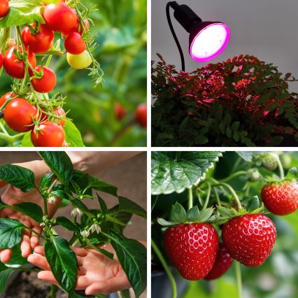 LED-Leuchtmittel für die Pflanzenzucht PLANTY E27/9W/230V 1200K schwarz