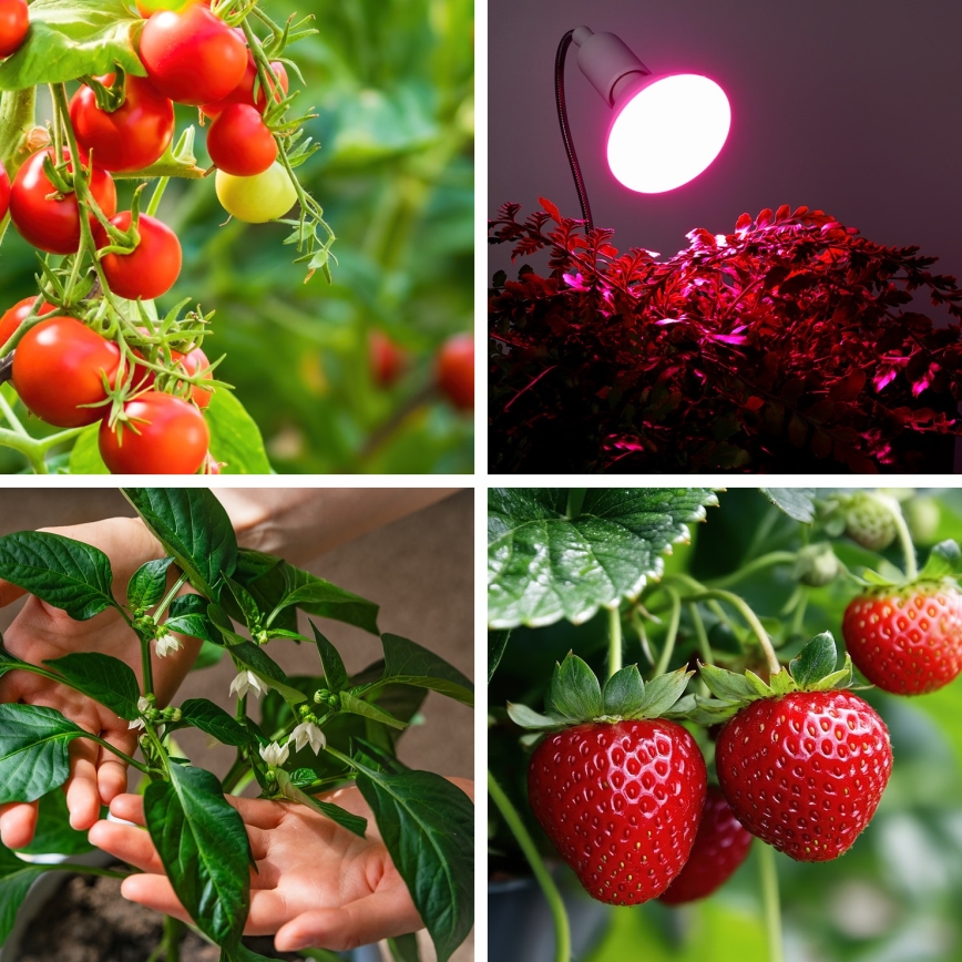 LED-Leuchtmittel für die Pflanzenzucht PLANTY E27/9W/230V 1200K weiß