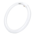 LED-Leuchtstoffröhre T9 G24q-1/32W/230V 6500K - Aigostar