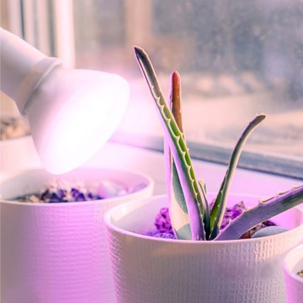 LED Pflanzenlampe PLANTY E27/7W/230V 1200K Weiß