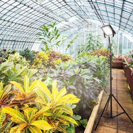 LED-Strahler mit Stativ für Pflanzenzucht FIRON LED/45W/230V IP54 schwarz