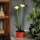 LED-Solarleuchte LED/1,2V 200 mAh IP44 Blumenmotiv