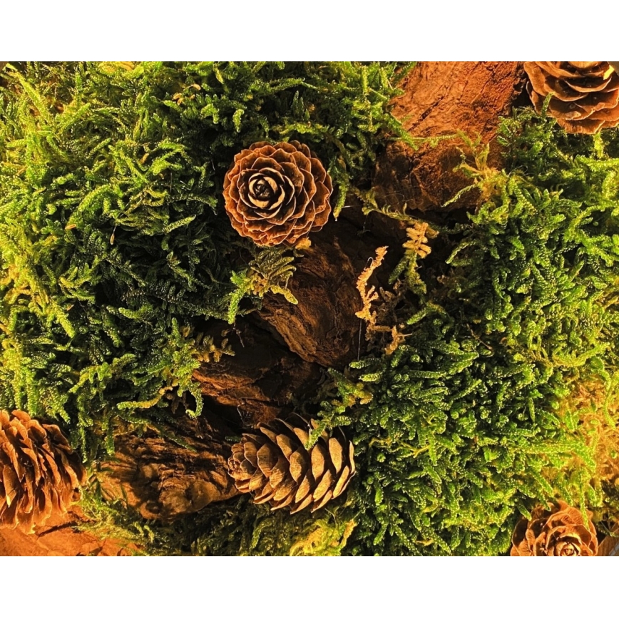 Li-Go 23654 - Dimmbare LED-Tischleuchte LED/12W/230V 20x22 cm Walnuss/Moosmotiv